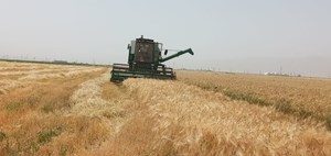برداشت گندم توسط بیش از سه هزار کمباین در خوزستان