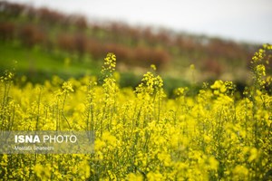 خوزستان پیشتاز در خرید و برداشت محصولات کلیدی کشاورزی/ بیش از ۱۱۰ هزار تن خریداری شد