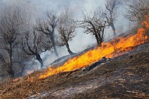 حریق ۲۵۰ هکتار از جنگلهای خوزستان از ابتدای سال جاری