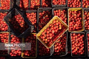 لغو ممنوعیت واردات محصولات کشاورزی ایران به عراق/ فرصتی نو برای توسعه صادرات