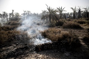 آتش‌سوزی در اروندکنار؛ ۲۰ هزار نهال خرما از بین رفت