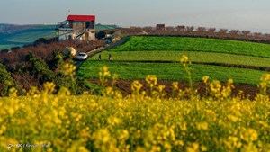 تسویه مطالبات کلزاکاران/ خوزستان صدرنشین بیشترین خرید کلزا
