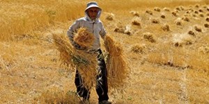 مابهالتفاوت پول گندمکاران به زودی پرداخت میشود
