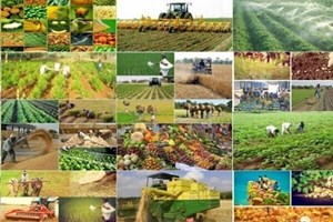 بخش کشاورزی معاف از پرداخت هرگونه مالیات