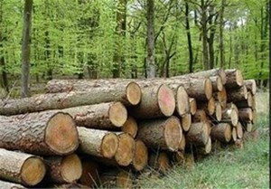 مدیرکل منابع طبیعی خوزستان: طرح کاشت یک میلیارد درخت شامل درختان باغی هم میشود