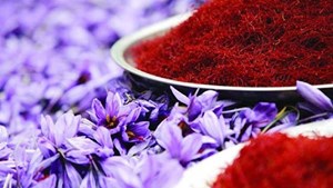 ایران یک سوم ظرفیت زعفران تولید میکند