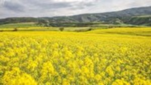 امسال تولید کلزا کمتر از ۲۷۰ هزارتن خواهد بود