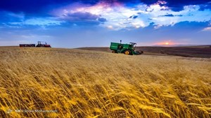 سطح زیرکشت گندم به بیش از ۵ میلیون و ۷۰۰ هزار هکتار رسید