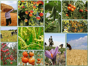 خوزستان تولیدکننده بیش از ۱۷.۲ میلیون تن محصولات کشاورزی