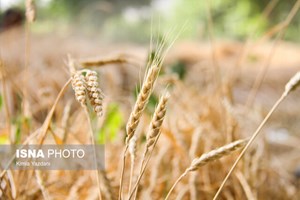 از پرداخت باقیمانده مطالبات گندمکاران خوزستان چه خبر؟