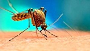 لزوم پیشگیری از شیوع بیماریهای منتقله از پشه آئدس مهاجم