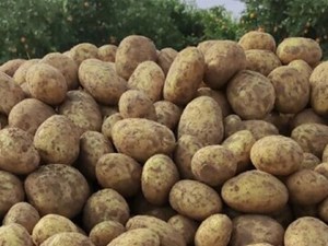 سیبزمینی دولتی به وفور در حال عرضه است