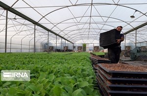 فعالیت ۲۲۰ هزار بهرهبردار کشاورزی در خوزستان