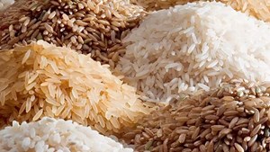 قیمت برنج در بازار کاهش مییابد