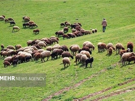 طرح‌های مرتعداری، امسال ۲ میلیون هکتار رشد می‌کند