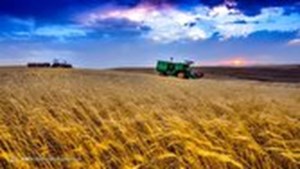 از ابتدای سال زارعی تاکنون؛ ۸۰ درصد برنامه کشت گندم محقق شد
