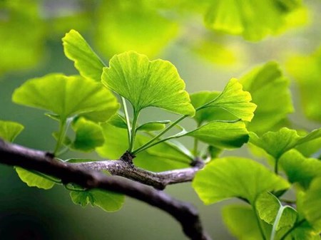 برگ درختی که از لخته شدن خون پیشگیری می‌کند