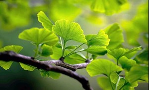 برگ درختی که از لخته شدن خون پیشگیری میکند