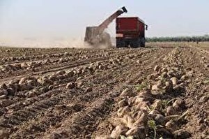 برداشت حدود ۶۰ هزار تن چغندر قند از مزارع خوزستان