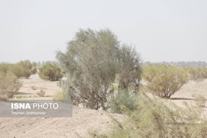 پیشبینی بودجه ۸۰۰۰ میلیارد ریالی برای مقابله با گرد و غبار در دولت سیزدهم