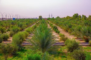 تقسیم کار بین دستگاهها و شرکتها برای اجرای طرح کمربند سبز اهواز