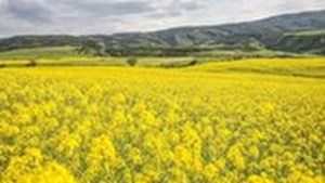 سالانه ۳ میلیارد دلار ارز برای واردات روغن از کشور خارج میشود