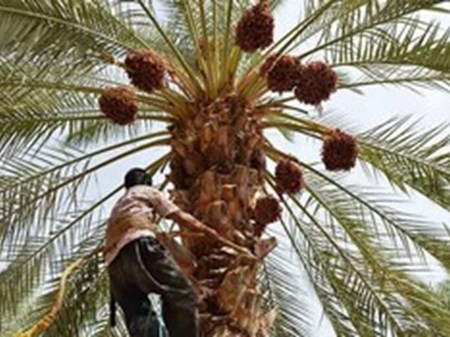 ۳۵۰۰ هکتار از اراضی نخیلات خرمشهر احیا می‌شوند/ ضرورت تامین آب مستمر و با کیفیت برای نخیلات