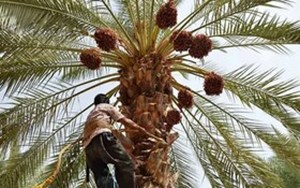 ۳۵۰۰ هکتار از اراضی نخیلات خرمشهر احیا می‌شوند/ ضرورت تامین آب مستمر و با کیفیت برای نخیلات