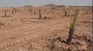 احداث اولین نخلستان محرومیت‌زدایی کشور در خوزستان با هدف کاشت ۴۰۰۰ نخل تا پایان سال