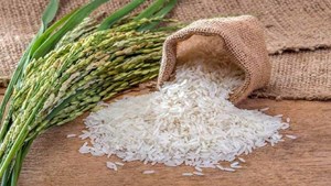 سطح زیرکشت برنج به ۶۳۰ هزارهکتار میرسد
