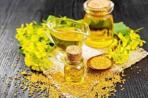 چرا امسال کلزا کمتر کشت شد؟