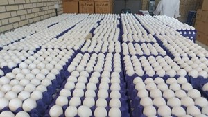 رئیس اتحادیه مرکزی مرغداران اعلام کرد: رکوردشکنی در صادرات تخممرغ/ افزایش تولید و ثبات قیمت در بازار ماه رمضان و عید