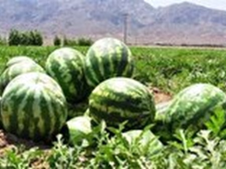 نقش هندوانه در مصرف آب کشور چقدر است؟