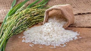 سالانه ۳ میلیون و ۵۰۰ هزارتن برنج مورد نیاز کشور است