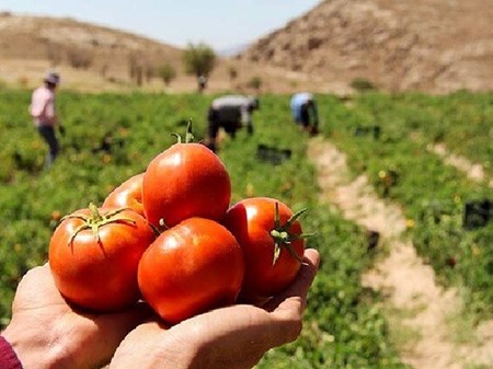 قیمت گوجه فرنگی در بازار ۳۰ درصد کاهش یافت