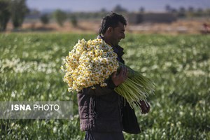 پیشبینی برداشت ۶۱ میلیون شاخه گل نرگس در خوزستان