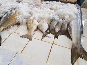معاون برنامهریزی سازمان شیلات خبر داد: امسال تولیدات شیلاتی ایران به بیش از ۱.۳ میلیون تن میرسد