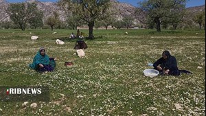 برداشت گل بابونه در دزپارت+عکس