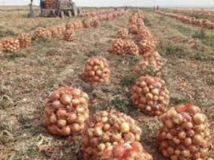 صدور مجوز خرید تضمینی پیاز در خوزستان