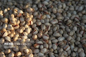 امسال پسته ایران به اروپا صادر میشود؟