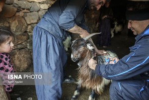 معاون دامپزشکی استان مطرح کرد: هشدار کنترل بیماریهای منتقله از حشرات در فصل گرم خوزستان